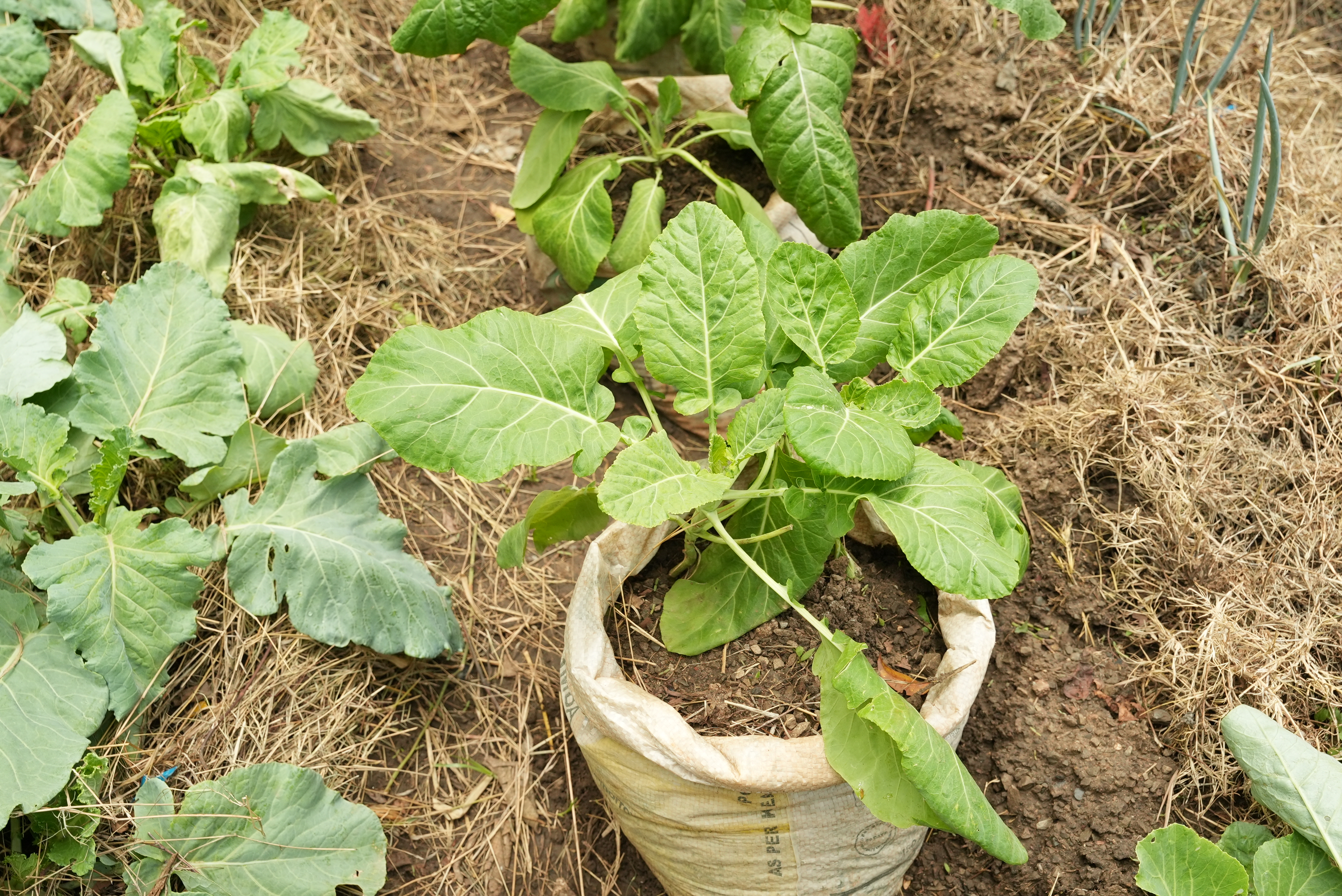 enkacity farm